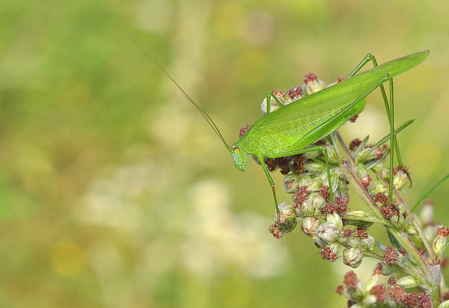 koník, Llagosta, insecte, macro, invertebrat, fauna animal, animals a la natura, temes d'animals, planta, animal, centrar-se en primer pla, un animal, primer pla, naturalesa, color verd, dia, part de la planta, cap gent, full, part del cos dels animals, flor, creixement, a l'aire lliure, 2K