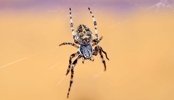brown, barn spider, cobweb, spider, close, insect, macro, nature, arachnid, garden spider, animal, climb, lurking, hunt, catch prey, one animal, spider web, animal themes, animal wildlife, animals in the wild, animal leg, no people, outdoors, invertebrate, arthropod, fragility, close-up, animal body part, limb, colored background, zoology, 5K, CC0, public domain, royalty free