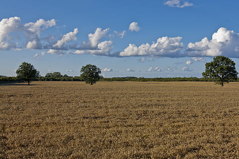 skyer, Mark, sommer, træer, landskab, jord, himmel, rolig scene, plante, sky - himmel, miljø, ro, træ, skønhed i naturen, landbrug, landlige scene, scenics - natur, dag, ingen mennesker, vækst, natur, gård, udendørs, plantage, 2K, CC0, offentligt domæne, royaltyfrie