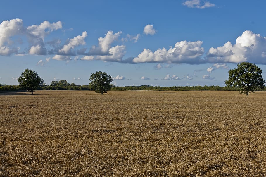 skyer, Mark, sommer, træer, landskab, jord, himmel, rolig scene, plante, sky - himmel, miljø, ro, træ, skønhed i naturen, landbrug, landlige scene, scenics - natur, dag, ingen mennesker, vækst, natur, gård, udendørs, plantage, 2K