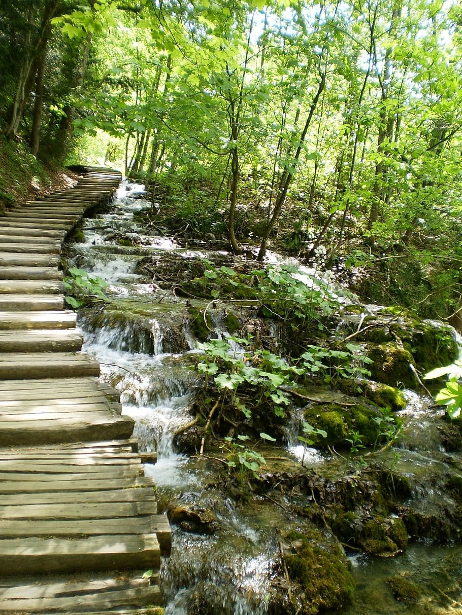 corriente, agua, cascada, bosque, naturaleza, escena tranquila, belleza en la naturaleza, al aire libre, árbol, planta, tierra, crecimiento, color verde, nadie, día, tranquilidad, dirección, paisajes - naturaleza, sendero, movimiento, el camino a seguir, agua que fluye, corriente - agua que fluye, fluido, 1080P