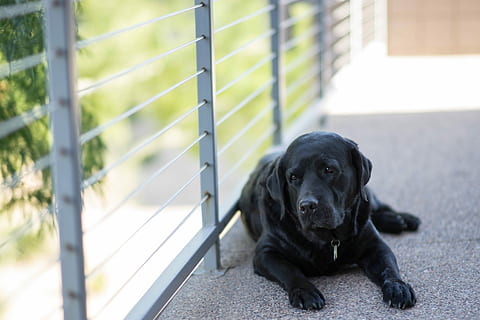 schwarzer Hund, Hund, Haustiere, Tier, süß, draußen, Eckzahn, suchen, schwarze Farbe, Hündchen, Labrador Retriever, ein Tier, Tierthemen, Säugetier, inländisch, Porträt, Kamera betrachten, Wirbeltier, Entspannung, keine Leute, Tag, Fokus auf den Vordergrund, Natur, Nahansicht, 5K, CC0, gemeinfrei, lizenzfrei