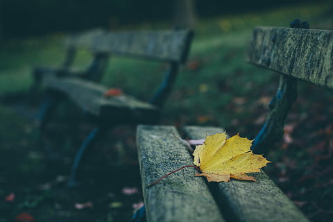 brun, lönnlöv, trä-, bänk, höst, blad, falla, träbänk, parkera, bräda, grön, hipster, gul, torrt blad, växtdel, natur, fokusera på förgrunden, växt, Byta, närbild, dag, torr, inget folk, utomhus, trämaterial, landa, faller, sittplats, träd, fält, löv, parkbänk, naturligt tillstånd, 5K, CC0, offentligt domän, royaltyfria