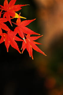 gratuito, pianta, sfondo, acero, avvicinamento, autunno, foglia, modificare, foglia di acero, natura, parte vegetale, colore arancione, bellezza nella natura, concentrarsi sulle conoscenze acquisite, nessuno, messa a fuoco selettiva, crescita, le foglie, giorno, all'aperto, rosso, albero, condizione naturale, 4K, CC0, dominio pubblico, privo di copyright