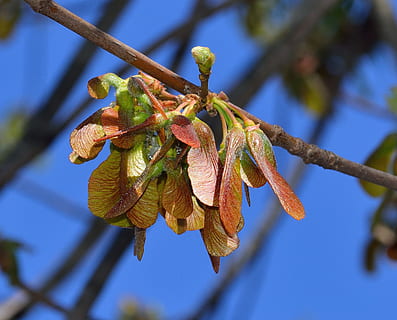 natura, acero, samara, frutta, blu, bellezza nella natura, nessuno, concentrarsi sulle conoscenze acquisite, avvicinamento, pianta, crescita, foglia, giorno, parte vegetale, ramo, albero, ramoscello, all'aperto, fiore, freschezza, vulnerabilità, la tranquillità, fragilità, 2K, CC0, dominio pubblico, privo di copyright