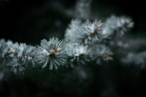 needles, tree, Needles, Tree, nature, close-up, plant, winter, macro, outdoors, season, branch, ice, cold - Temperature, green Color, frost, flower, fragility, no people, cold temperature, coniferous tree, frozen, pine tree, selective focus, snow, day, beauty in nature, focus on foreground, pinaceae, needle - plant part, fir tree, 2K, CC0, public domain, royalty free