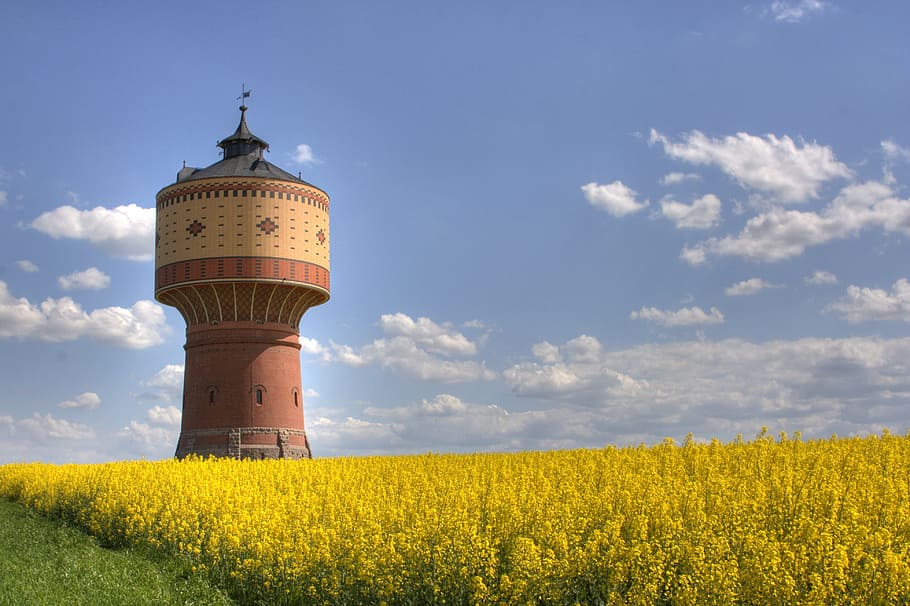 torre d'aigua, memòria, estructura operativa, bebent aigua, subministrament d'aigua, mittweida, camp de colza, groc, cel blau, núvols, cel, agricultura, torre, camp, cultiu, planta, núvol - cel, paisatge, terra, naturalesa, medi ambient, arquitectura, estructura construïda, escena rural, cap gent, flor, exterior de l'edifici, creixement, dia, a l'aire lliure, 4K