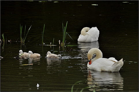 acque, uccello, cigni, acqua, lago, temi animali, gruppo di animali, nuoto, animale, animali allo stato selvatico, fauna selvatica, cigno, vertebrato, lungomare, famiglia di animali, nessuno, giovane animale, uccello acquatico, Colore bianco, gruppo medio di animali, natura, giovane cigno, galleggia sull'acqua, Stormo di uccelli, papera, 1080P, CC0, dominio pubblico, privo di copyright