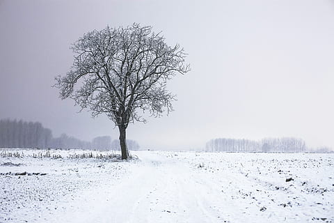 leafless tree, covered, snow, tree, alone, night, winter, cold, icy, field, nature, forest, cold - Temperature, landscape, frost, season, rural Scene, weather, outdoors, white, non-Urban Scene, cold temperature, plant, environment, tranquil scene, tranquility, white color, beauty in nature, scenics - nature, bare tree, land, branch, frozen, no people, blizzard, snowing, isolated, 5K, CC0, public domain, royalty free