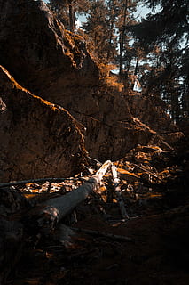 muntanya per davant, marró, arbre de registre, so, penya-segat, escalada, arbre, bosc, caminada, vermell, rock, fosc, llum solar, arrels, arbres, naturalesa, fullatge, mort, cap gent, fusta, material de fusta, terra, registre, tranquil·litat, flama, foc, cremant, dia, a l'aire lliure, llenya, medi ambient, planta, calor - temperatura, foc - fenomen natural, bellesa a la natura, foguera, formació, 8K, CC0, domini públic, lliure de regalies