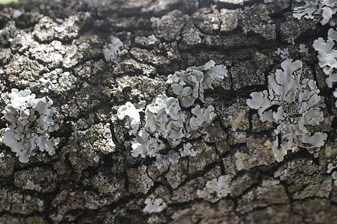 trunk, bark, tree, tree bark, fungi, tree trunk, textured, full frame, no people, backgrounds, selective focus, close-up, rough, day, pattern, nature, outdoors, geology, white color, solid, high angle view, plant, rock, weathered, lichen, rock - object, 4K, CC0, public domain, royalty free