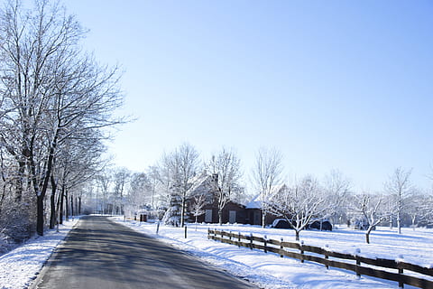 winter, snow, cold, tree, frost, frozen, nature, weather, ice, season, landscape, road, outdoors, snowstorm, cold temperature, bare tree, plant, sky, day, white color, transportation, covering, no people, beauty in nature, clear sky, the way forward, direction, scenics - nature, treelined, 5K, CC0, public domain, royalty free