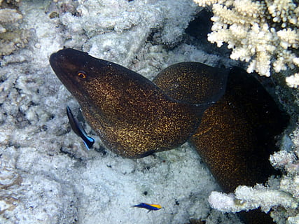 moray java, peix, mar, maldives, temes d'animals, animal, animals a la natura, sota l'aigua, fauna animal, aigua, submarí, un animal, la vida marina, marí, vertebrats, naturalesa, invertebrat, cap gent, coral, bellesa a la natura, nedar, 4K, CC0, domini públic, lliure de regalies