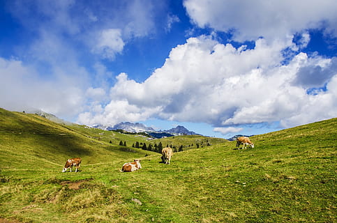 diversos, marró, ramat, verd, camp, paisatge, herba, camps, vaques, animals, muntanyes, turons, naturalesa, núvols, blau, cel, bestiar, mamífer, animals domèstics, nacional, grup d’animals, temes d'animals, animal, núvol - cel, terra, pasturatge, mascotes, medi ambient, vaca, planta, escena rural, cap gent, herbívors, a l'aire lliure, 1080P, CC0, domini públic, lliure de regalies