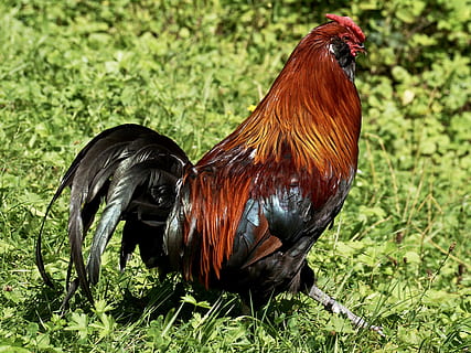 maro, negru, cocoş, mers, iarbă, Hahn, pasăre, mândrie, creastă de cocoş, penaj, păsări de curte, animal, pană, Gockel, factură, natură, frumos, pielea dintilor, fericit de pui, fotografie din fauna salbatica, roșu, verde, luncă, animale tematice, șeptel, animale domestice, un animal, intern, animale vertebrate, animale de companie, pui de pasăre, camp, plantă, animal de sex masculin, mamifer, teren, nici o persoana, pui, zi, în aer liber, 4K, CC0, domeniu public, fără drepturi de autor