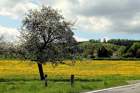 westerwald, Löwenzahn, Wiese, Frühling, Gelb, Pflanze, Baum, Schönheit in der Natur, Wachstum, Landschaft, Feld, Himmel, Land, Umgebung, Ruhe, wolke - himmel, Natur, ruhige Szene, Blume, Szenen - Natur, Landwirtschaft, ländliche Szene, keine Leute, blühende Pflanze, draußen, 4K, CC0, gemeinfrei, lizenzfrei