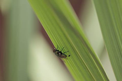 macro, a zbura, iarbă, in afara, verde, de aproape, insectă, animale sălbatice, animale în sălbăticie, animale tematice, animal, nevertebrat, Culoarea verde, frunze, parte a plantelor, un animal, a închide, natură, selectiv, plantă, nici o persoana, zi, să se concentreze asupra primelor elemente, creştere, animal aripă, frumusețe în natură, fir de iarbă, 5K, CC0, domeniu public, fără drepturi de autor