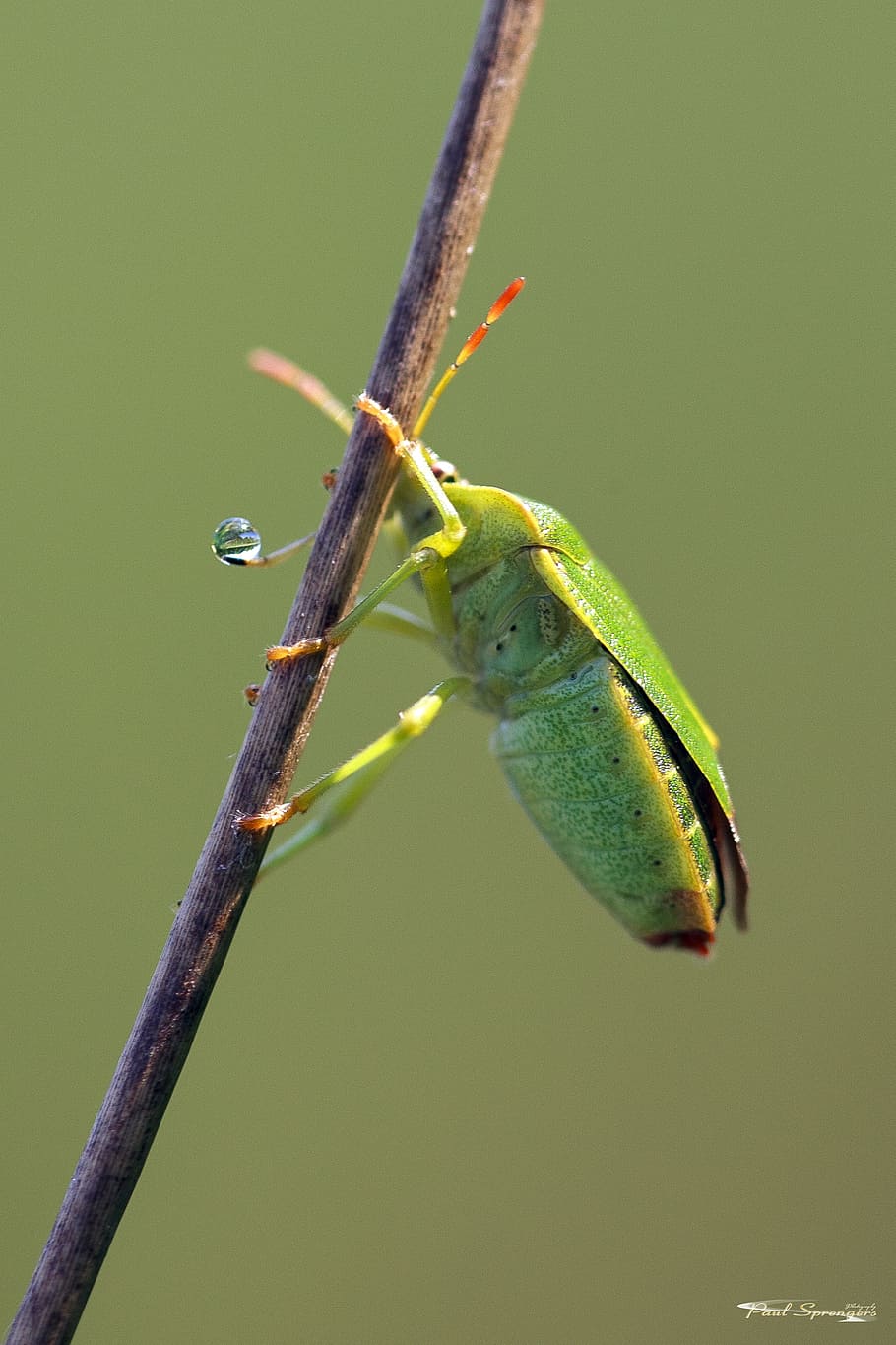 Chyba, makro, zblízka, chce, zvířata ve volné přírodě, zvířat, jednoho zvířete, zvíře, bezobratlý, hmyz, detail, zelená barva, rostlina, Příroda, zaměřit se na popředí, nikdo, den, stonek rostliny, větvička, krása v přírodě, venku, růst, zoologie, zvířecí oko, 2K