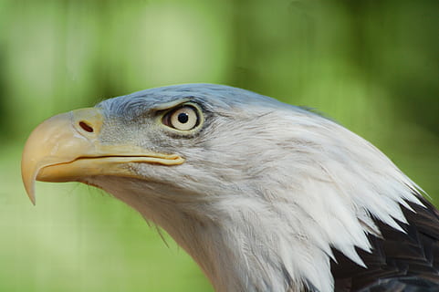 seçici, odak fotoğrafçılık, kartal, kuş, doğa, doğal, Amerikan, raptor, yaban hayatı, yırtıcı hayvan, gaga, kartal - kuş, kel kartal, yırtıcı kuş, Amerika Birleşik Devletleri, hayvan, hayvan temaları, omurgalı, bir hayvan, hayvan yaban hayatı, vahşi hayvanlar, ön plana odaklanmak, kapatmak, insansız, gün, hayvan vücut kısmı, hayvan başı, seyir, açık havada, hayvan gözü, profil görünümü, 2K, CC0, kamu malı, telif ücretsiz
