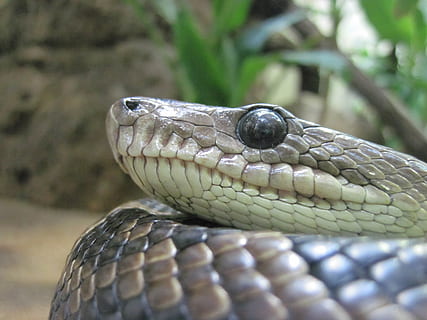 serpente, occhio, vicino, macro, rettile, terrario, scala, testa di serpente, temi animali, un animale, animale, fauna selvatica, animali allo stato selvatico, vertebrato, avvicinamento, parte del corpo animale, scala animale, testa di animale, cartello, segnale di pericolo, nessuno, comunicazione, natura, velenoso, giorno, concentrarsi sulle conoscenze acquisite, occhio animale, foresta pluviale, 4K, CC0, dominio pubblico, privo di copyright