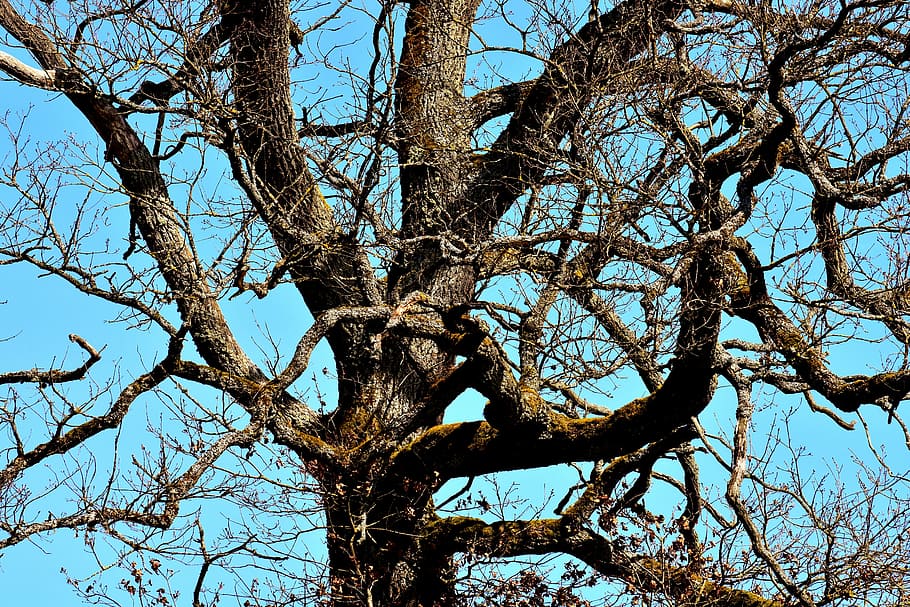 gammelt træ, grene, æstetisk, træ, log, knudrede, gammel, natur, blå himmel, afdeling, bare træ, ingen mennesker, træstamme, dag, udendørs, lav vinkel visning, himmel, plante, bagagerum, ro, skyfri himmel, vækst, skønhed i naturen, blå, sollys, baggrunde, fuld ramme, træ baldakin, 5K