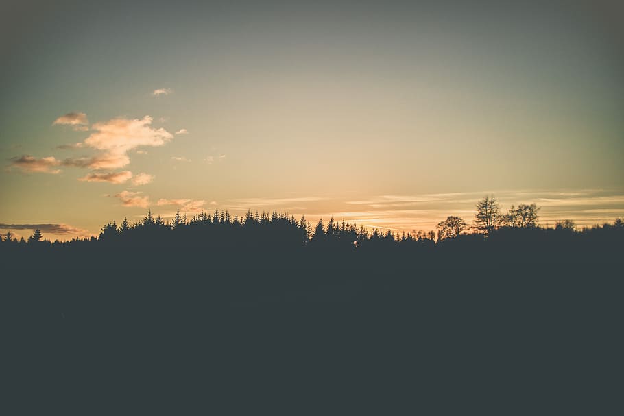 foto, alberi forestali, calma, cielo, retroilluminato, nuvole, nebbia, paesaggio, natura, all'aperto, panoramico, silhouette, Alba, alberi, boschi, la tranquillità, bellezza nella natura, scena tranquilla, scenics - natura, albero, tramonto, ambiente, pianta, nuvola - cielo, nessuno, copia spazio, terra, scena non urbana, buio, idilliaco, 5K