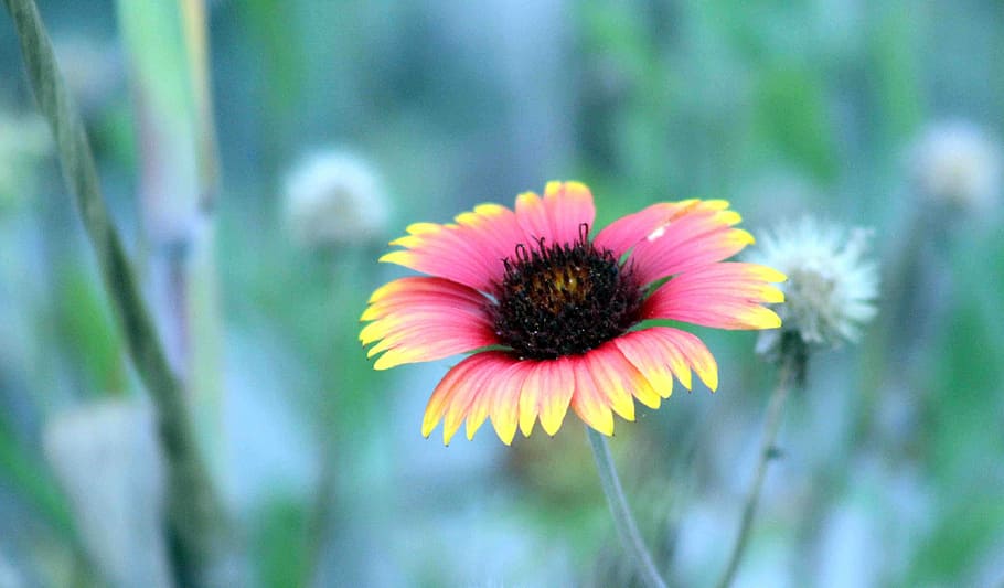 rosa, giallo, fiore della gaillardia, selettivo, fotografia a fuoco, fiore, petali, pianta fiorita, pianta, freschezza, testa di fiore, bellezza nella natura, infiorescenza, crescita, fragilità, avvicinamento, petalo, vulnerabilità, natura, polline, nessuno, concentrarsi sulle conoscenze acquisite, all'aperto, giorno, coneflower, viola, gazania, 4K