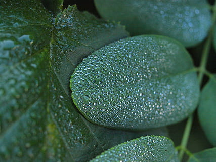 Schneebeere, morgentau, tropfen, Tau, Blätter, Wasser, Tautropfen, Perlen, Wassertropfen, Herbst, Nahansicht, Pflanze, grüne Farbe, Wachstum, keine Leute, Natur, Frische, Tag, Schönheit in der Natur, Vollbild, selektiver Fokus, Hintergründe, fallen, Blatt, Essen und Trinken, Pflanzenteil, Blume, Lebensmittel, 2K, CC0, gemeinfrei, lizenzfrei