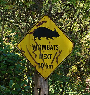 Wombat, Schild, Warnung, Blatt, rostfrei, alt, Straßenschild, Hinweis, Tier, Australien, Gelb, Holz, Zeichen, Warnschild, Baum, Text, Achtung, Tag, keine Leute, Kommunikation, Pflanze, westliche Schrift, Natur, Information, Hinweisschild, Beratung, Wachstum, draußen, grüne Farbe, Nahansicht, Flachwinkelansicht, Großbuchstabe, Botschaft, 2K, CC0, gemeinfrei, lizenzfrei