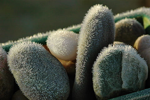gel, caillou, hiver, du froid, la glace, des cristaux, fermer, personne, plante succulente, cactus, plante, la nature, croissance, se concentrer sur le premier plan, journée, couleur verte, épine, beauté dans la nature, température froide, aliments, fraîcheur, en plein air, neige, mise au point sélective, bien-être, 2K, CC0, domaine public, libre de droits