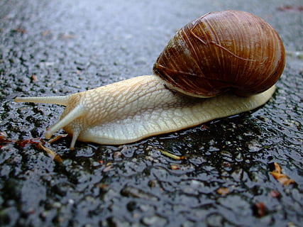 hlemýžď, shell, sliz, pomalu, plazit se, plaz, plži, měkkýš, zvíře, zvířat, zvířata ve volné přírodě, detail, bezobratlý, jednoho zvířete, zvířecí shell, nikdo, část těla zvířete, zvířecí anténa, den, nuda, selektivní zaměření, mokré, Příroda, venku, plazení, povrchu, 2K, CC0, veřejná doména, bez autorských práv