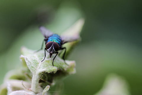 mosca, macro, inseto, inseto voador, animal, temas animais, invertebrado, animais selvagens, animais em estado selvagem, um animal, fechar-se, cor verde, plantar, parte da planta, foco seletivo, natureza, folha, asa animal, dia, ninguém, ao ar livre, focar em primeiro plano, 4K, CC0, domínio público, royalty free