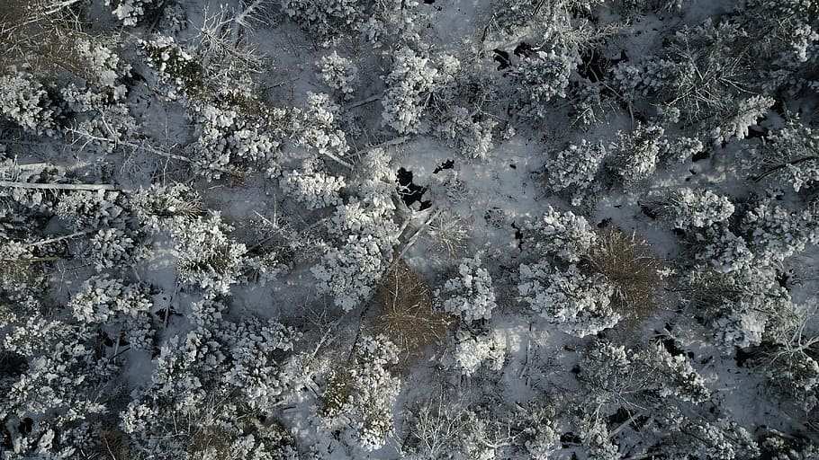 Forrest, inverno, fuco, UAV, la neve, nessuno, fotogramma intero, sfondi, natura, strutturato, giorno, temperatura fredda, animale, temi animali, all'aperto, geologia, un animale, animali allo stato selvatico, Colore bianco, avvicinamento, ghiaccio, vista dall'alto, 4K