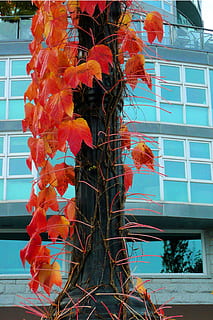 albero, rosso, foglie, autunno, rosso, le foglie, costruzione, bicchiere, città, colorato, contrasto, finestra, fiore, nessuno, crescita, Inquadratura dal basso, pianta, natura, esterno dell'edificio, architettura, struttura costruita, giorno, pianta fiorita, all'aperto, parte vegetale, freschezza, bellezza nella natura, foglia, vetro - materiale, modificare, 2K, CC0, dominio pubblico, privo di copyright