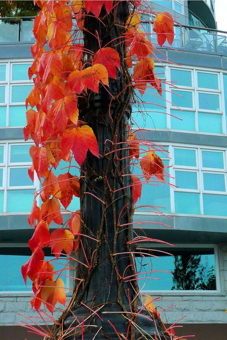 albero, rosso, foglie, autunno, rosso, le foglie, costruzione, bicchiere, città, colorato, contrasto, finestra, fiore, nessuno, crescita, Inquadratura dal basso, pianta, natura, esterno dell'edificio, architettura, struttura costruita, giorno, pianta fiorita, all'aperto, parte vegetale, freschezza, bellezza nella natura, foglia, vetro - materiale, modificare, 2K