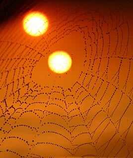 spider web, drops, sun, two, double, red, dew, place, nature, no people, pattern, indoors, close-up, backgrounds, glowing, lighting equipment, illuminated, orange color, celebration, sky, low angle view, decoration, design, beauty in nature, ceiling, light, full frame, 2K, CC0, public domain, royalty free