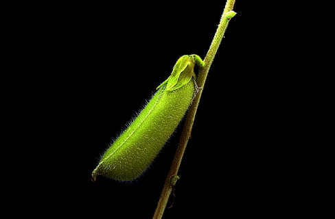 flora, minuscolo, guaina, macro, girato in studio, sfondo nero, colore verde, avvicinamento, nessuno, pianta, insetto, fauna selvatica, invertebrato, un animale, natura, in casa, animale, stelo vegetale, temi animali, animali allo stato selvatico, copia spazio, bellezza nella natura, foglia, parte vegetale, 2K, CC0, dominio pubblico, privo di copyright