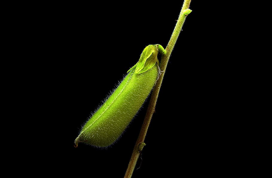 flóra, drobný, pochva, makro, studio shot, černé pozadí, zelená barva, detail, nikdo, rostlina, hmyz, zvířat, bezobratlý, jednoho zvířete, Příroda, uvnitř, zvíře, stonek rostliny, zvířata ve volné přírodě, kopie prostor, krása v přírodě, list, rostlinné části, 2K