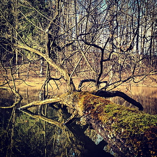 arbre, bosc, naturalesa, molsa, aigua, arbre caigut, aparcament, riu, llac, planta, tranquil·litat, arbre nu, cap gent, branca, tronc, escena tranquil·la, dia, tronc de l'arbre, terra, bellesa a la natura, escenics - natura, escena no urbana, a l'aire lliure, aigua que flueix, 1080P, CC0, domini públic, lliure de regalies
