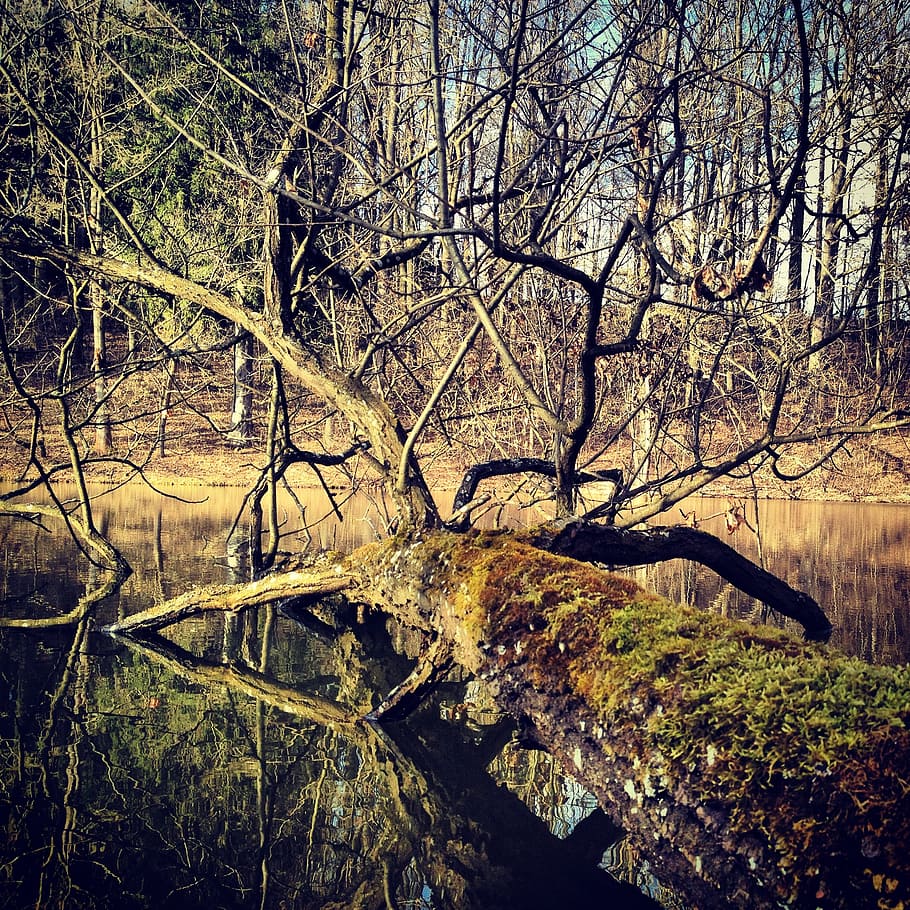 arbre, bosc, naturalesa, molsa, aigua, arbre caigut, aparcament, riu, llac, planta, tranquil·litat, arbre nu, cap gent, branca, tronc, escena tranquil·la, dia, tronc de l'arbre, terra, bellesa a la natura, escenics - natura, escena no urbana, a l'aire lliure, aigua que flueix, 1080P