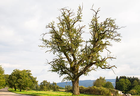 pear, tree, old tree, fruit, plant, sky, cloud - sky, landscape, nature, environment, day, scenics - nature, no people, growth, beauty in nature, tranquility, green color, outdoors, field, tranquil scene, grass, land, non-urban scene, 4K, CC0, public domain, royalty free
