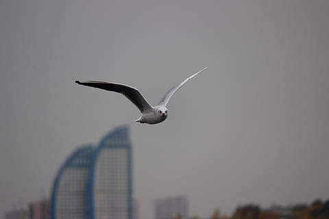 pescăruş de mare, alb, zbor, alb, zbor, nici o persoana, în aer liber, cer, noapte, natură, animale tematice, aripi împrăștiate, animal, un animal, animale sălbatice, animale în sălbăticie, pasăre, animale vertebrate, partea corpului animalului, arhitectură, exteriorul clădirii, oraș, construită, zi, vedere unghiulară joasă, marin, 5K, CC0, domeniu public, fără drepturi de autor