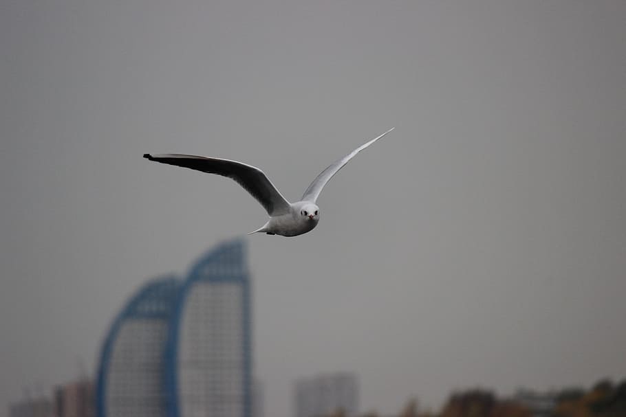 måge, hvid, flyvning, hvid, flyvningen, ingen mennesker, flyvende, udendørs, himmel, nat, natur, dyre temaer, spredte vinger, dyr, et dyr, dyreliv, dyr i naturen, fugl, hvirveldyr, dyr kropsdel, arkitektur, bygning udvendig, by, bygget struktur, dag, lav vinkel visning, marine, 5K