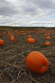 pegat de carbassa, octubre, carbassa, camp, tardor, taronja, caure, pegat, Halloween, collita, granja, vegetals, menjar, temporada, estacional, festa, naturalesa, agricultura, madur, fresc, produir, país, a l'aire lliure, collir, núvol - cel, menjar i beguda, cel, color taronja, terra, cap gent, planta, paisatge, alimentació saludable, dia, escena rural, medi ambient, 4K, CC0, domini públic, lliure de regalies
