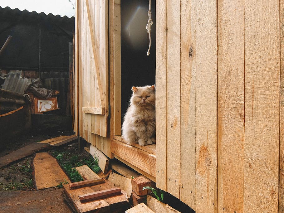 gatto, fienile, albero, capelli rossi, pesca, gatto dalla testa rossa, senza casa, gatto birichino, villaggio, animale domestico, animali, gatti, un animale, animali domestici, temi animali, gatto domestico, architettura, mammifero, domestico, felino, animale, vertebrato, legno - materiale, seduta, nessuno, esterno dell'edificio, giorno, struttura costruita, rilassamento, natura, baffo, 4K