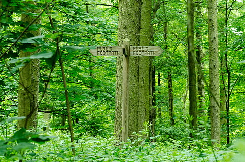 pădure, copac, copaci, frunziş, frunze, natură, cale, mers pe jos, sezon, vară, relaxare, concediu, triburi, verde, ramură, ramuri, plantă, teren, Culoarea verde, creştere, zi, liniște, trompă, text, nici o persoana, trunchi de copac, frumusețe în natură, o scenă liniștită, comunicare, semn, îndrumare, luxuriant frunziș, în aer liber, 1080P, CC0, domeniu public, fără drepturi de autor