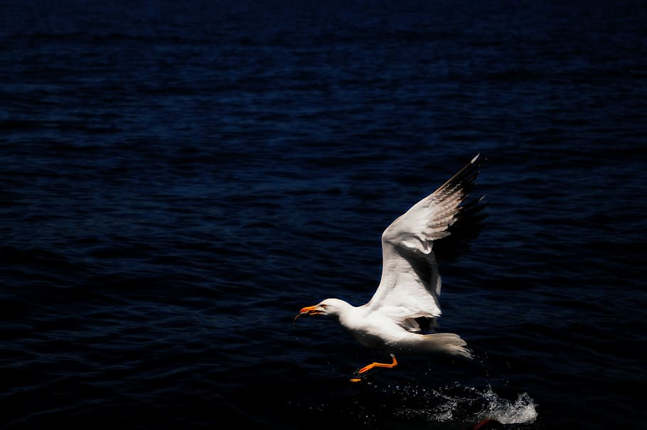 gocek, vaixell, tipus, ales separades, volant, un animal, animals a la natura, temes d'animals, ocell, fauna animal, aigua, animal, vertebrats, davant del mar, llac, naturalesa, cap gent, gavina, dia, ocell aquàtic, moviment, a l'aire lliure, ala dels animals, batent, flotant a l'aigua, 4K