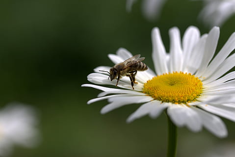 bi, daisy, pollen, arbete, Insecta, natur, blomma, vit, insekt, ett djur, växt, bräcklighet, djurteman, ryggradslös, djur-, djurliv, blommande växt, friskhet, kronblad, skönhet i naturen, djur i det vilda, blomhuvud, sårbarhet, närbild, makro, selektiv fokusering, inget folk, pollinering, utomhus, djur vinge, springtime, 5K, CC0, offentligt domän, royaltyfria
