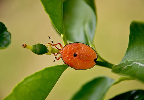 insecto, naranja, oval, brillante, limero, Queensland, Australia, parte de la planta, hoja, invertebrado, fauna animal, de cerca, animal, temas de animales, planta, color verde, animales en la naturaleza, naturaleza, nadie, un animal, crecimiento, día, color naranja, belleza en la naturaleza, frescura, Fruta, al aire libre, mariposa - insecto, 2K, CC0, dominio público, libre de derechos