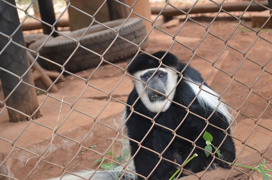 Affe, Schimpanse, Gorilla, Tierthemen, Säugetier, Maschendrahtzaun, ein Tier, Zaun, Tier, Grenze, Barriere, Tiere in Gefangenschaft, Käfig, Wirbeltier, Schutz, Sicherheit, Tag, keine Leute, Maschendraht, Porträt, Zoo, Tierwelt, draußen, Tierkopf, 4K